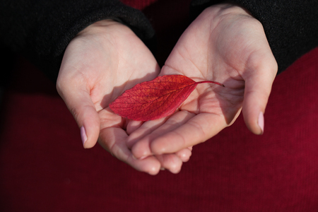 Red autumn leaf on female hands, autumn conceptの写真素材