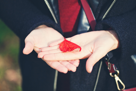 Autumn leaf on female hands. Background with red fall leaf, autumn conceptの写真素材