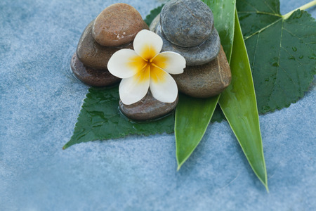Tropical flower between stones on green leaves