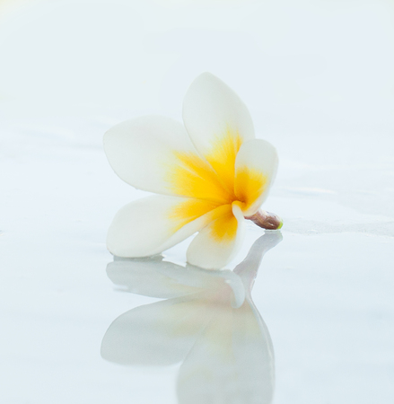 Tropical flower for spa on white background.の写真素材