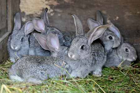 Gray rabbits on farmの写真素材