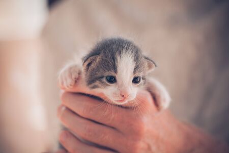 Very Little striped kitten in man hands.の写真素材