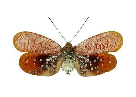 Color beautiful butterfly flying, isolated on white