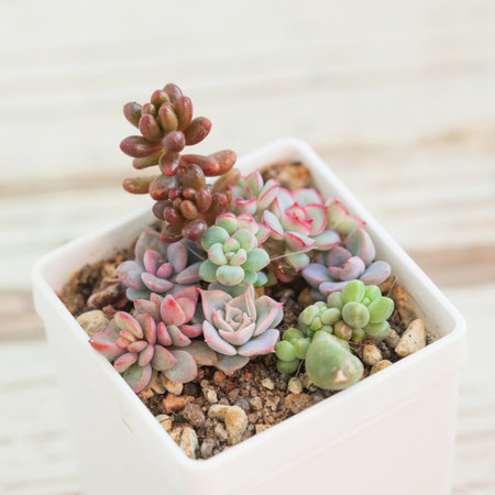 Beautiful little rare succulents on white blurred backgroundの写真素材