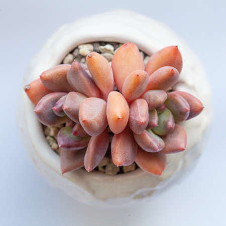 Echeveria Spica succulent on white background, top view