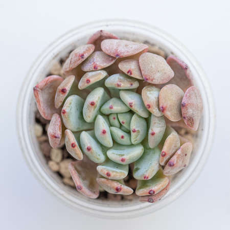 Pink and blue succulent houseplants echeveria viant on white, top viewの写真素材