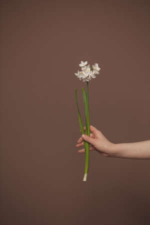 White flowers daffodils in female hand on minimal brown card backgroundの写真素材