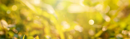 Abstract defocused green grass background with sun light and bokeh glitterの写真素材