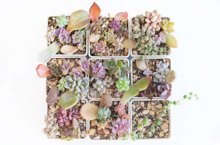 Succulent plants on white, gardening backgroundの写真素材