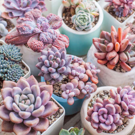 Beautiful colorful succulent flowers backgroundの写真素材