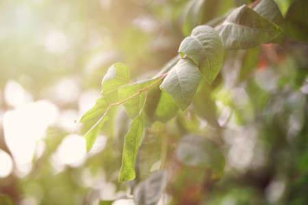 summer leaves green on tree branch