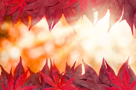 Golden autumn foliage leaves background with red leaves border and copy space.