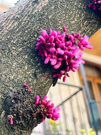 Closeup of blossoming Cercis siliquastrum flowers, spring conceptの写真素材