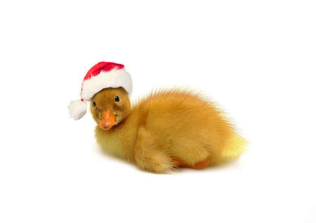 Cute yellow small duckling wearing red Santa hat isolated, Christmas and New Year conceptの写真素材