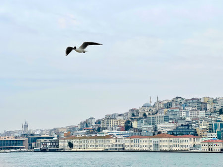 Seagulls fly in Istanbul, Turkey, sea against sky clouds backgroundの写真素材
