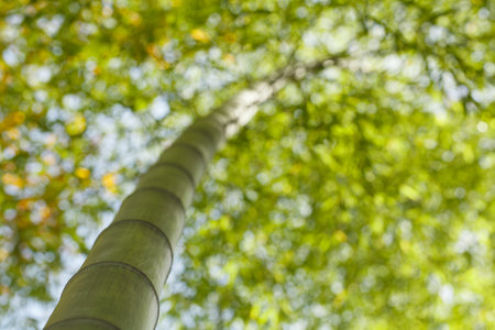 Asian Bamboo forest with morning sun lightの写真素材