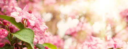 Romantic japanese soft pink natural sakura flowers outdoors. Fresh morning sunny bokeh light backgroundの写真素材