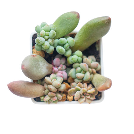 Propagating Succulents From Leaves. Echeveria, sedum and pachyphytum rosette flowers in pot, horticulture arrangementの写真素材