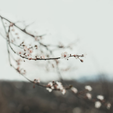 Spring border background with pastel blossom. Beautiful nature scene with blooming flower. Beautiful blurred soft orchard abstract background. spring timeの写真素材