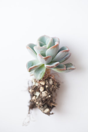 Succulent propagation. Echeveria orpet plant rosette with root on whiteの写真素材