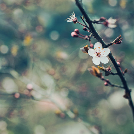 Beautiful floral spring abstract blurred background of nature. Branches of blossoming cherry tree with soft focus on gentle light bokeh background. For easter and spring greeting cards with copy spaceの写真素材