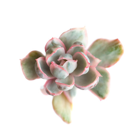 Succulent plant Echeveria Berkeley light variegata rosette flower plant isolated on white backgroundの写真素材