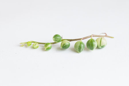 Senecio rowleyanus variegata plant. Variegated evergreen small closeup colorful botanic flower on...