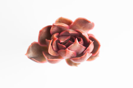 Red echeveria kisses flower macro on white, top view. Bright succulent plantの写真素材