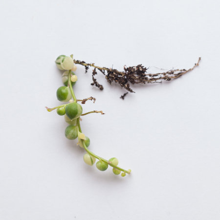Evergreen Variegata plant senecio rowleyanus with root. Variegated small closeup colorful botanic...