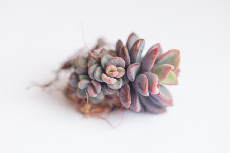 Cluster of echeveria rezry flower plant on white backgroundの写真素材