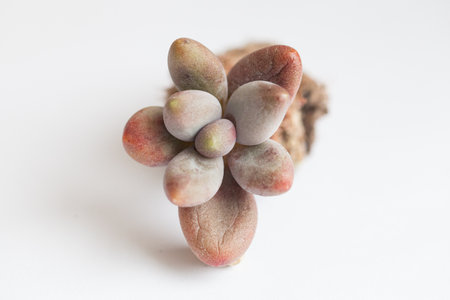 Succulent Pachyphytum Werdermannii closeup. Colorful dry spring rosette flower, botanic tropical...