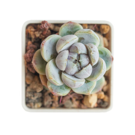 Succulent flower echeveria snow bunny plant in pot isolated on white backgroundの写真素材