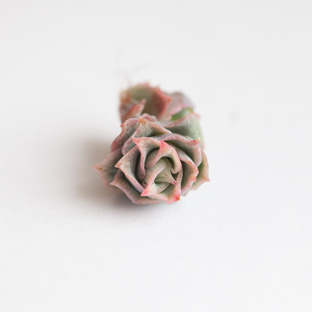 Succulent flower rosette Echeveria Rose Queen closeup on white backgroundの写真素材