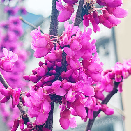 Cercis tree flowers. Pink flowers of Judas tree closeup.の写真素材