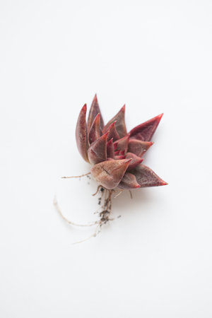 Red succulent with root on white background. Echeveria Shaikh flower rosette, succulent propagation