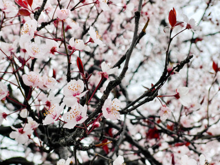Spring. Beautiful pink blossom cherry flower backgroundの写真素材