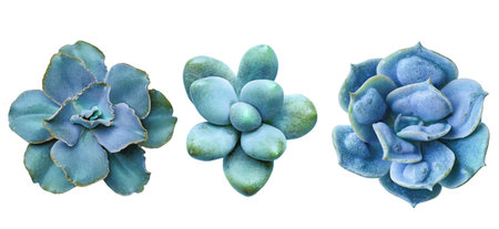 Bright blue succulent flower rosette isolated on white backgroundの写真素材