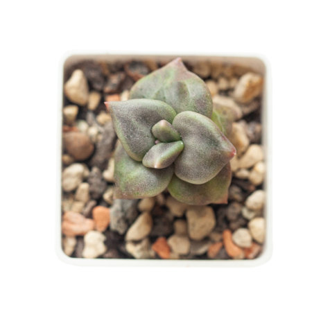 Small Echeveria xichuensis floral rosette. Succulent flower plant isolated on white backgroundの写真素材