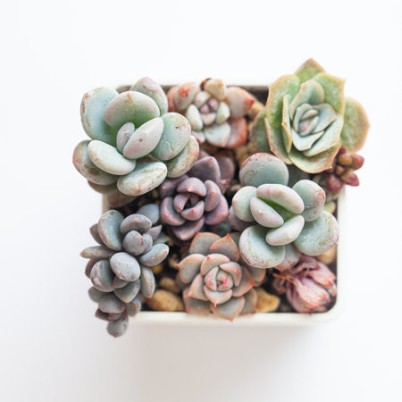 Succulent propagation. Echeveria, sedum and pachyphytum flower in pot, top viewの写真素材