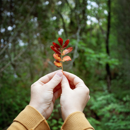Red and yellow leaf in child hands on the background of green parkの写真素材