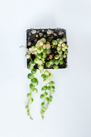Evergreen senecio rowleyanus variegata plant in pot, top view. Variegated small closeup colorful botanic foliageの写真素材