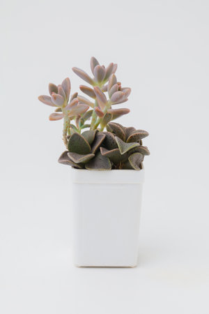 Graptosedum francesco baldi and lenophyllum guttatum in white pot on white backgroundの写真素材