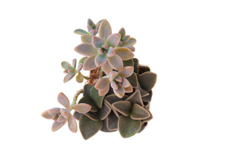 Succulent rosette. Graptosedum Francesco Baldi and Lenophyllum Guttatum top viewの写真素材