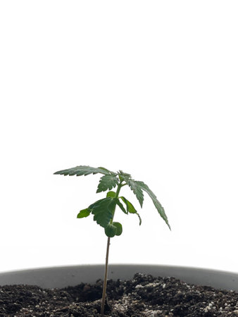 Small Cannabis plant isolated on white backgroundの写真素材