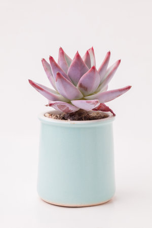Echeveria Mexican Giant Succulent houseplant in pot on white background. Colorful pink color flower bouquet arrangement, blossom home decor designの写真素材