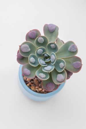 Echeveria raindrops succulent houseplant in pot on white background top view. Rare flower rosette, blossom home decor design top viewの写真素材