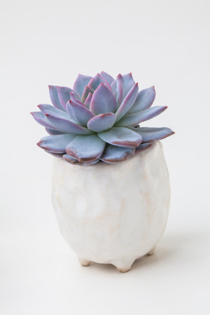Vivid blue Echeveria Trumso succulent houseplant flower rosette in white ceramic pot on white backgroundの写真素材