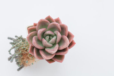 Succulent houseplant pastel color flower rosette Echeveria avocado cream in pot, natural blossom home decor design top viewの写真素材