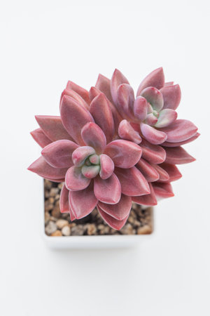Red Ruby Donna Echeveria Succulent houseplant flower rosette top viewの写真素材