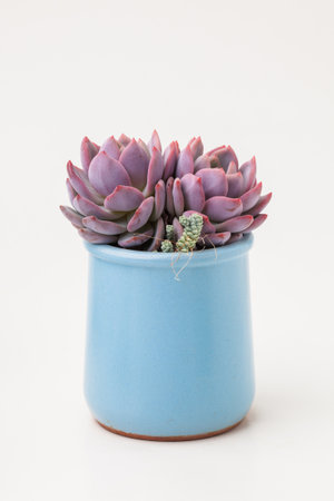 Natural Succulent Echeveria Monroe houseplant in blue ceramic pot on white backgroundの写真素材